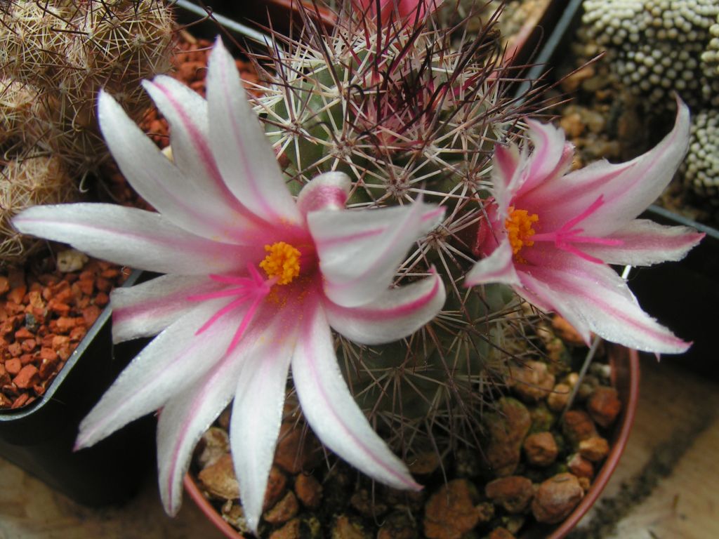 Mammillaria frailensis SB 1263